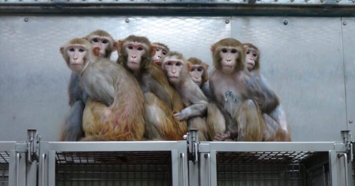Enclosed monkeys huddled over cages