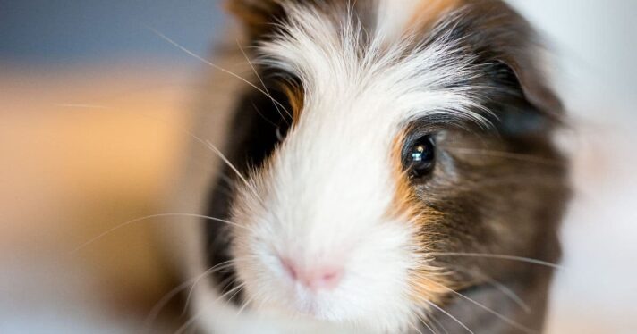 image of guinea pig, animal testing cosmetics