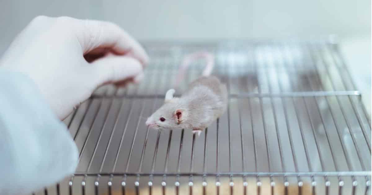 What Is Animal Testing in Cosmetics and Why Is It Bad?