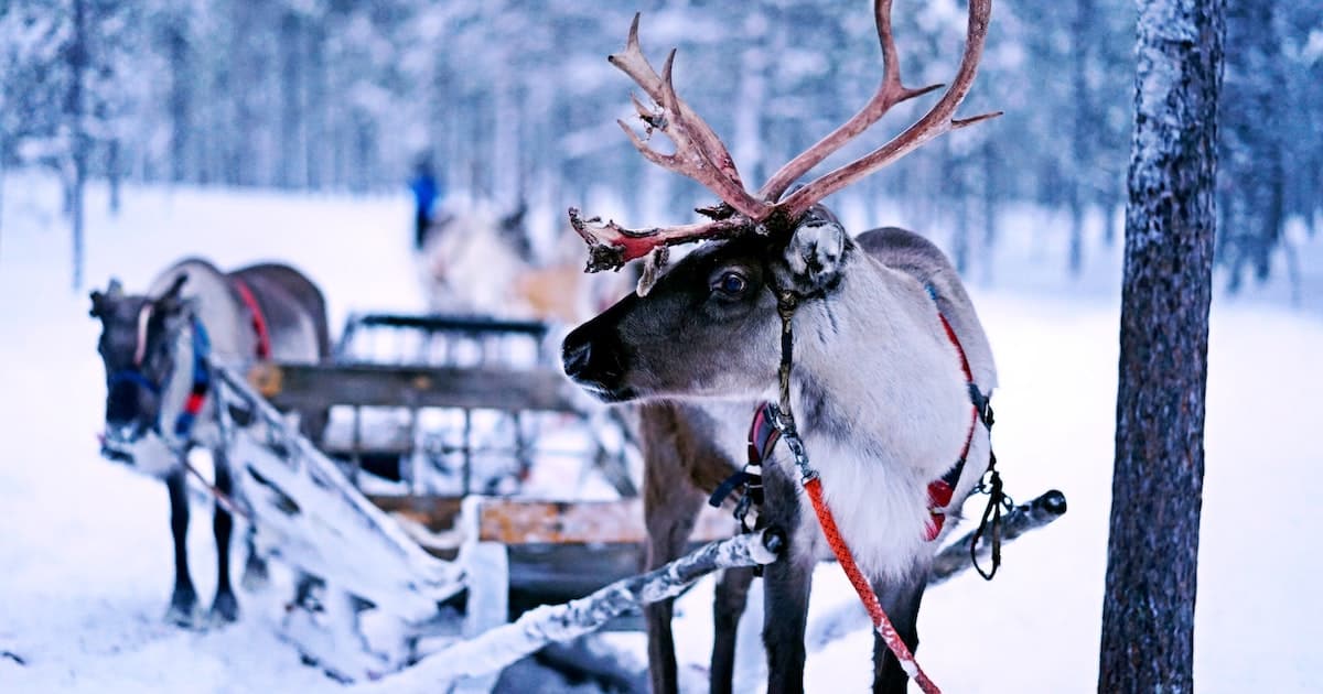 sleigh reindeer in a snowy forest
