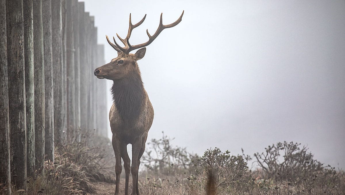 tule elk in front of a fenceline