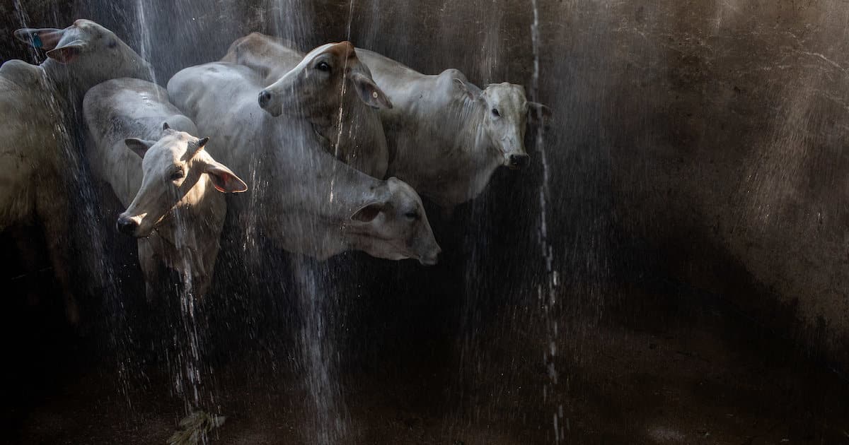 Cattle being washed before slaughter