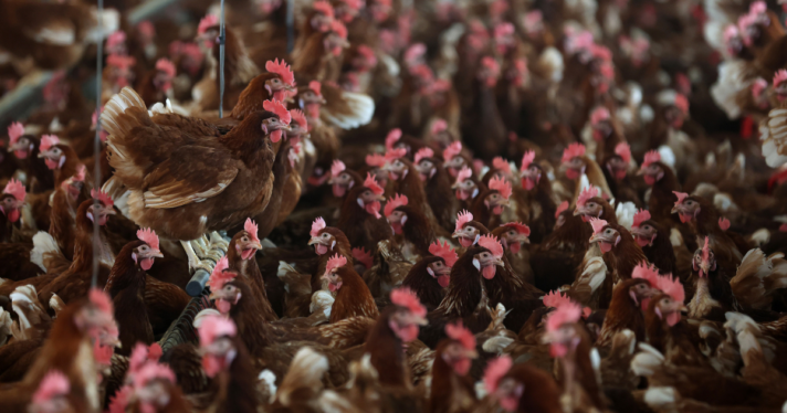 A large number of chickens crammed into a shed together