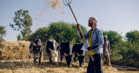 Farmers in Ethiopia training cows to walk in groups.