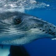 image of whale close up, whale hunting explained