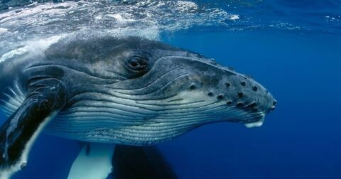 image of whale close up,