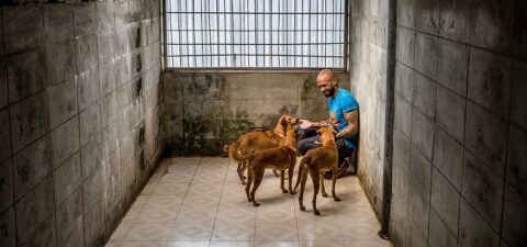 Curtis Brown, Behaviour and Enrichment Manager at Soi Dog check on a group of blind dogs in their kennel.