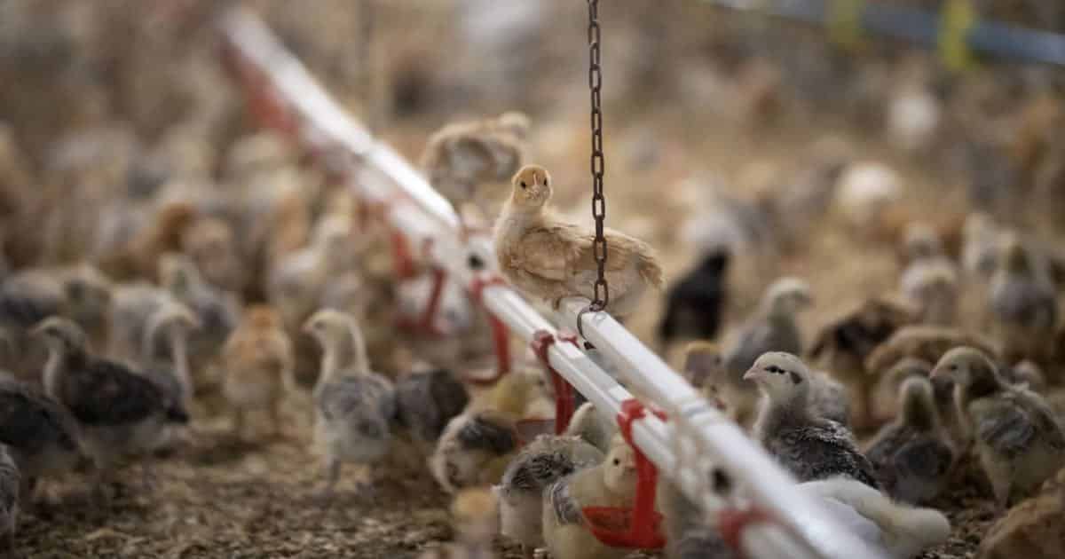 chicks on a farm