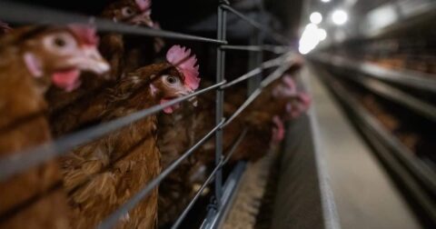laying hens caged in a factory farm
