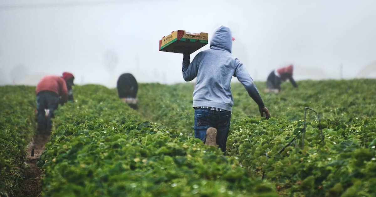 Workers in a strawberry farm
