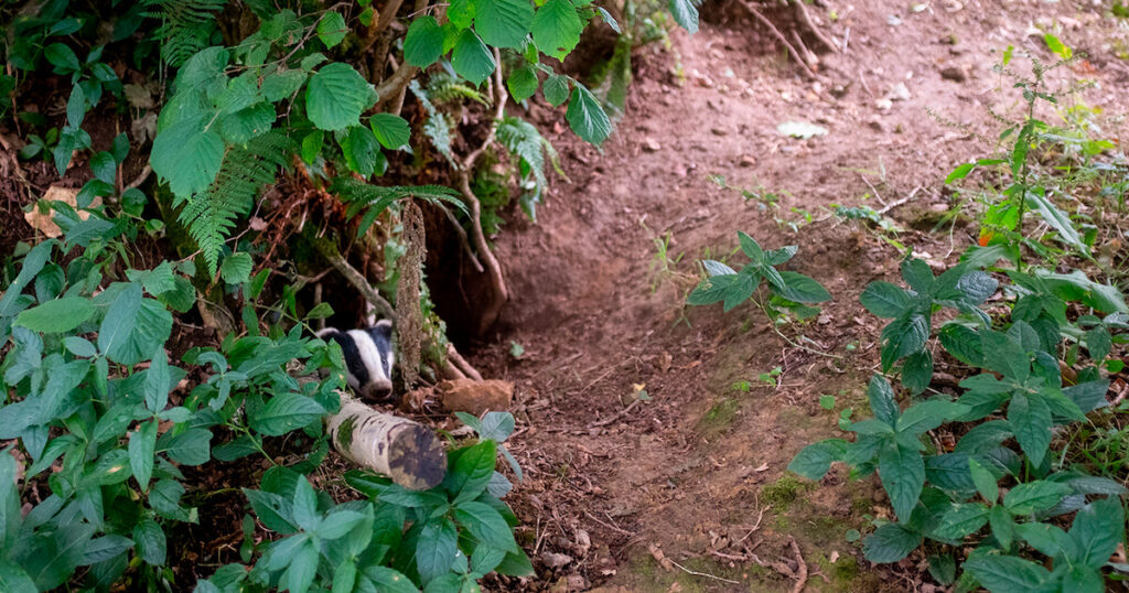 badger cub