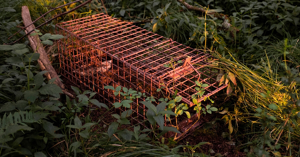 badger cage trap