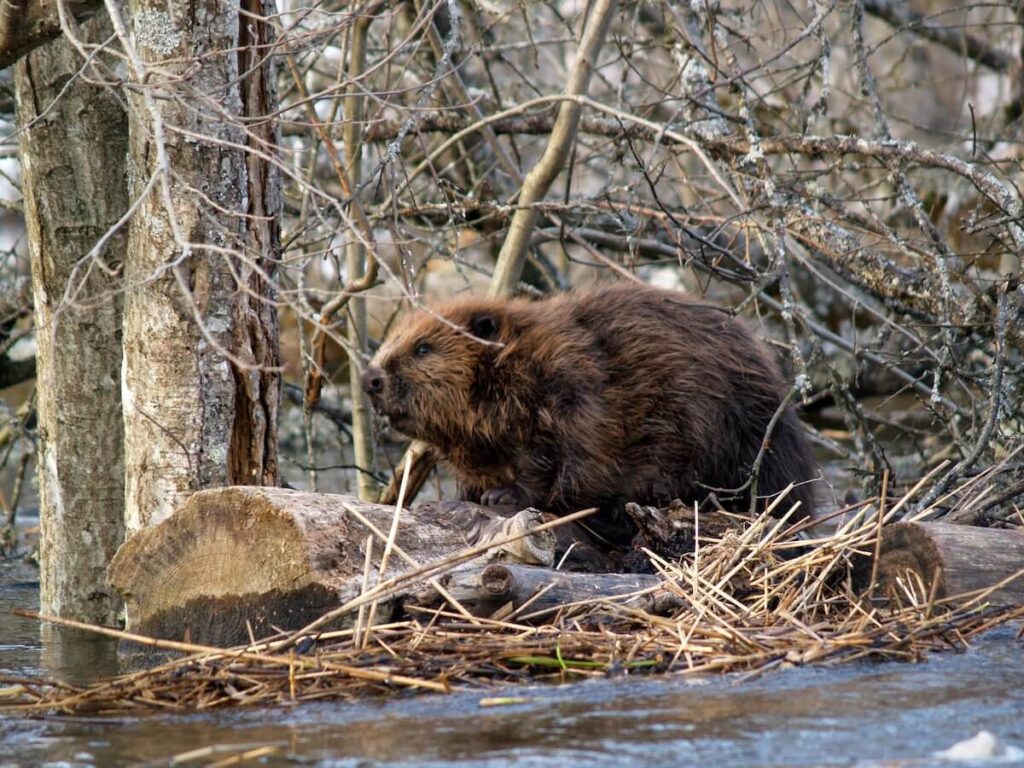 beaver river