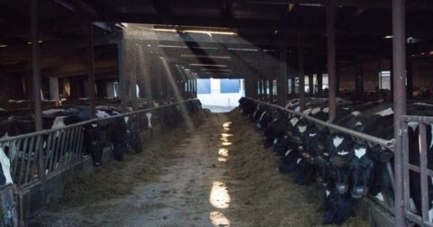dairy cow barn