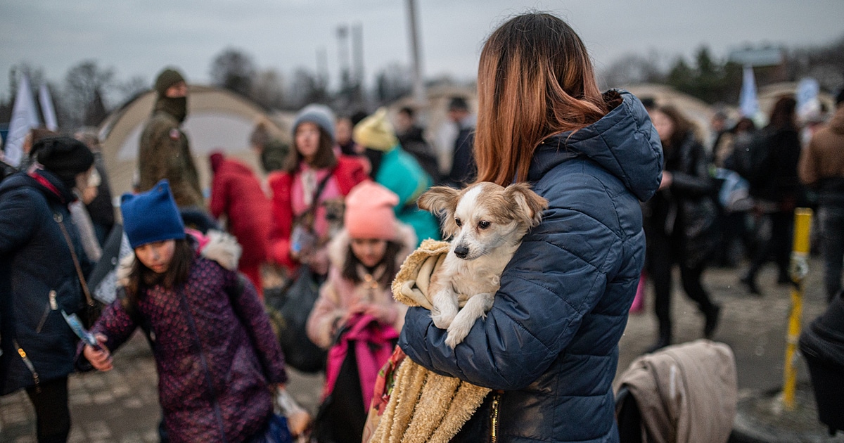 ukrainian refugee dog