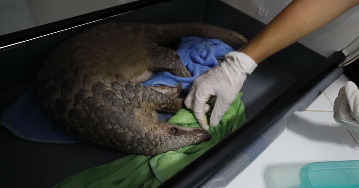 rescued pangolin