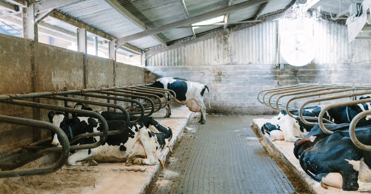 Is Smart Farming Making Life Worse for Farmed Animals?
