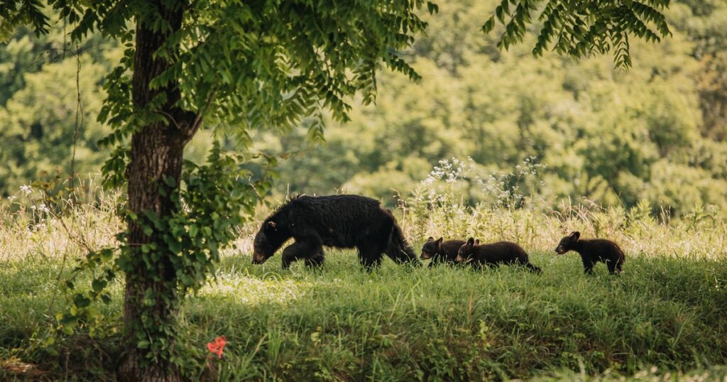 North Carolina Lifts Hunting Ban in Bear Sanctuaries