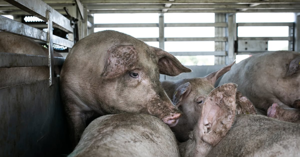 Slaughterhouses: The Harsh Reality of How Meat Is Made