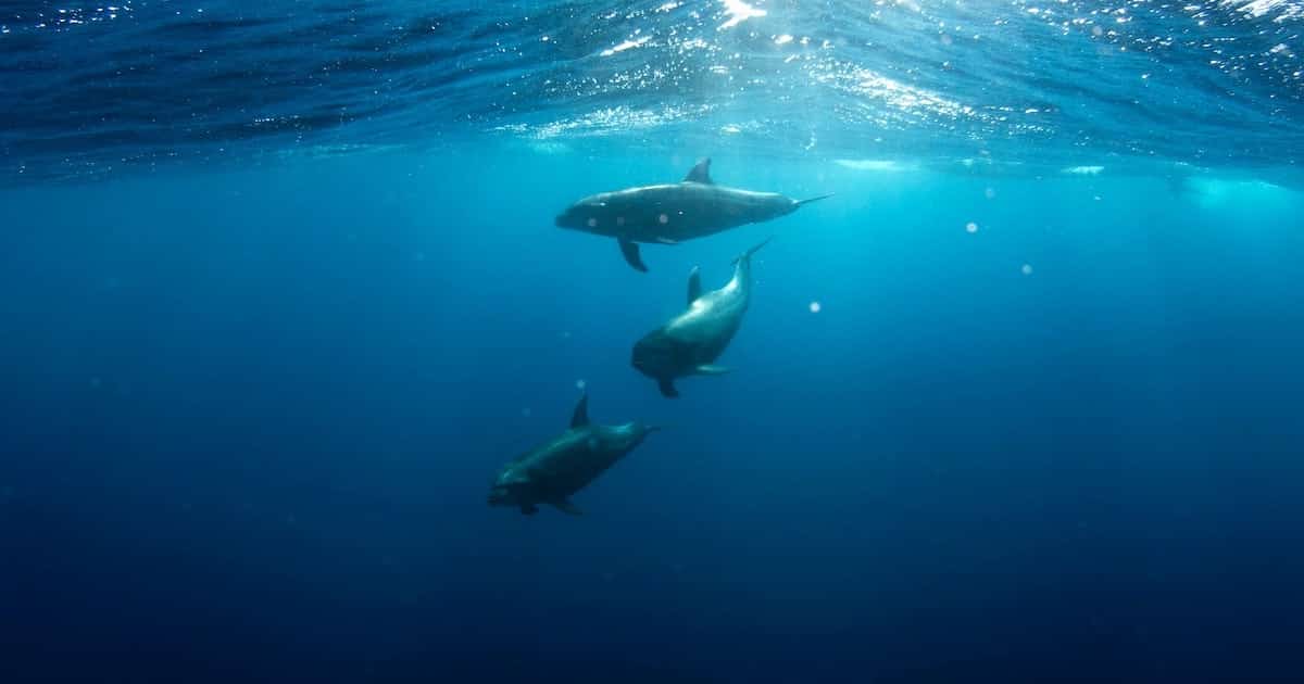 How Long Do Dolphins Live in the Wild and in Captivity?
