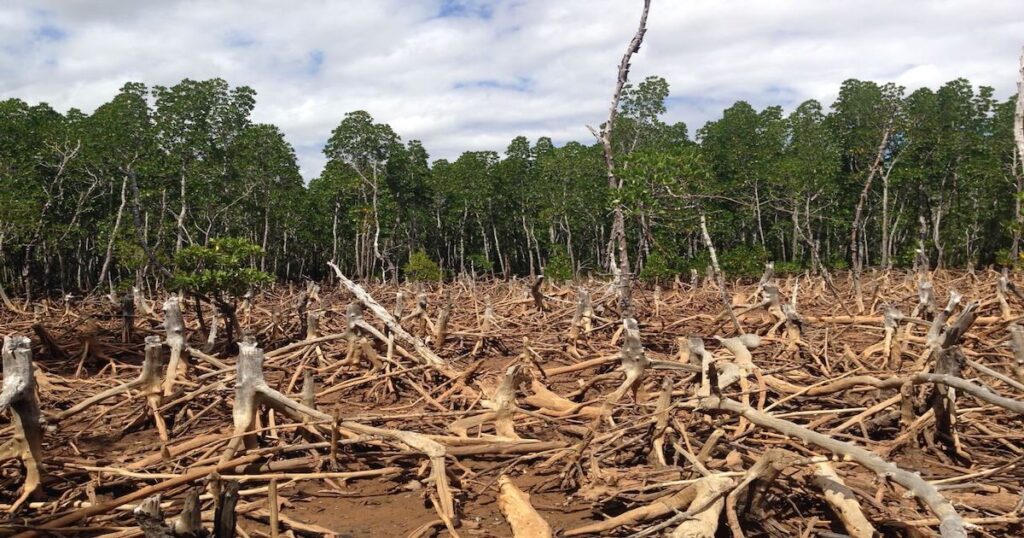 How Does Agriculture Affect Deforestation?