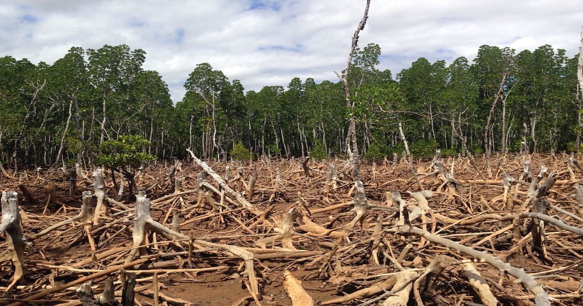 Madagascar Deforestation