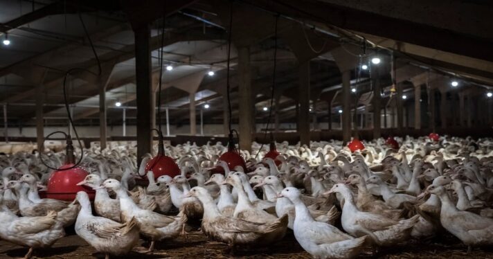duck farm investigation