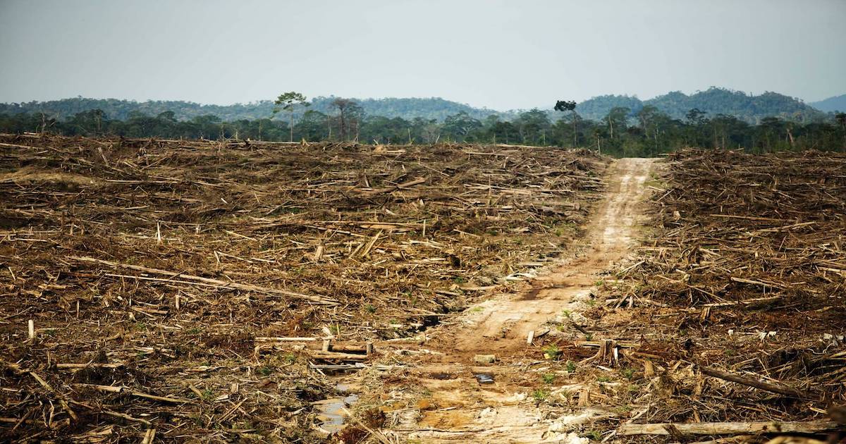 How Does Deforestation Affect the Environment?