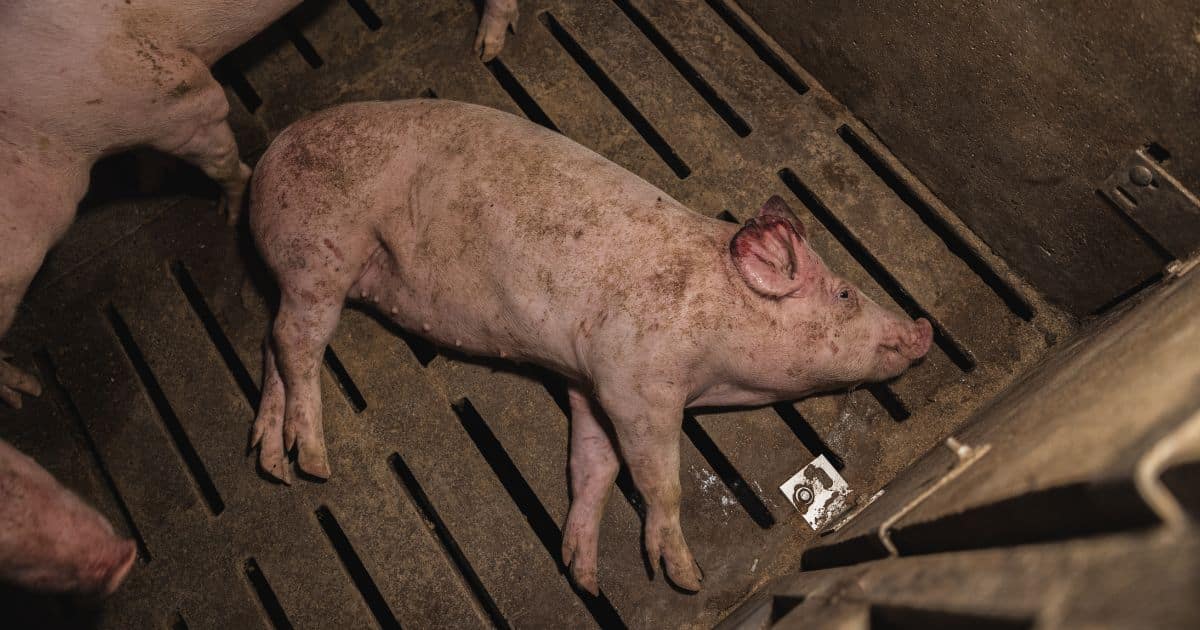 A pig lays dying on a factory farm