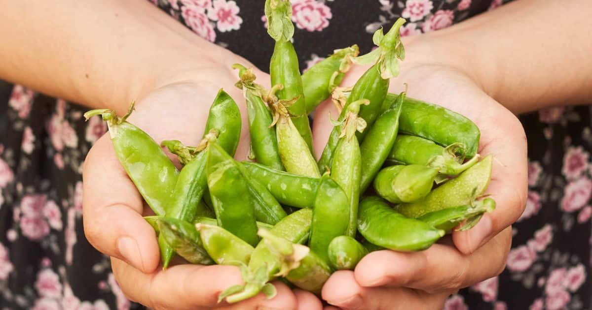 hands holding peas