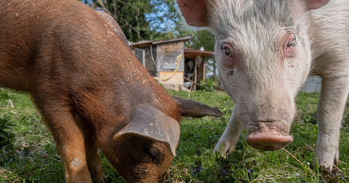 What Is An Animal Sanctuary? And Why Are Farm Sanctuaries So Important For  Animals?
