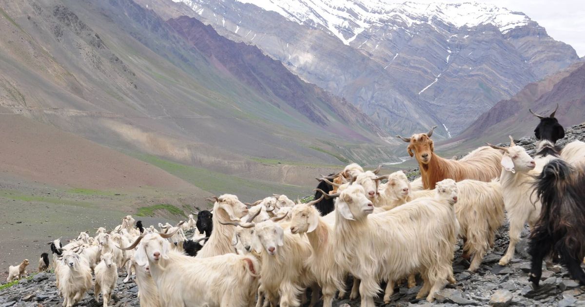 cashmere goats