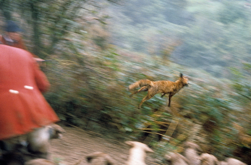 Dulverton West Foxhounds fox