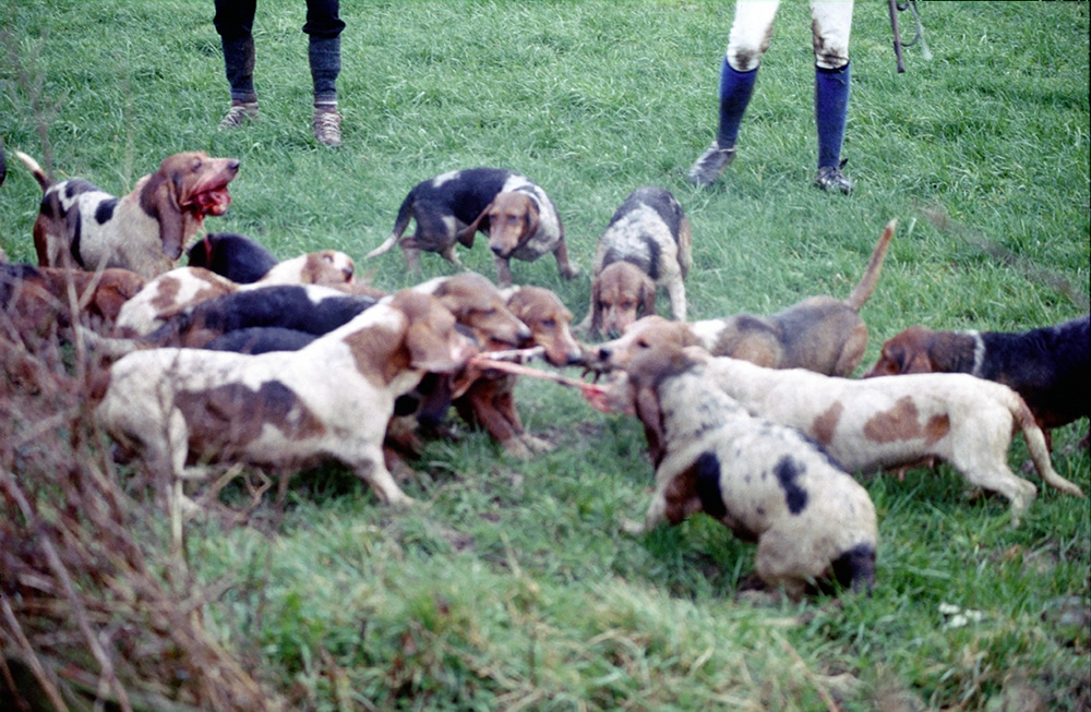 Leadon Vale Bassethound