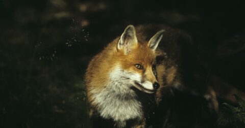 Misty rescue fox
