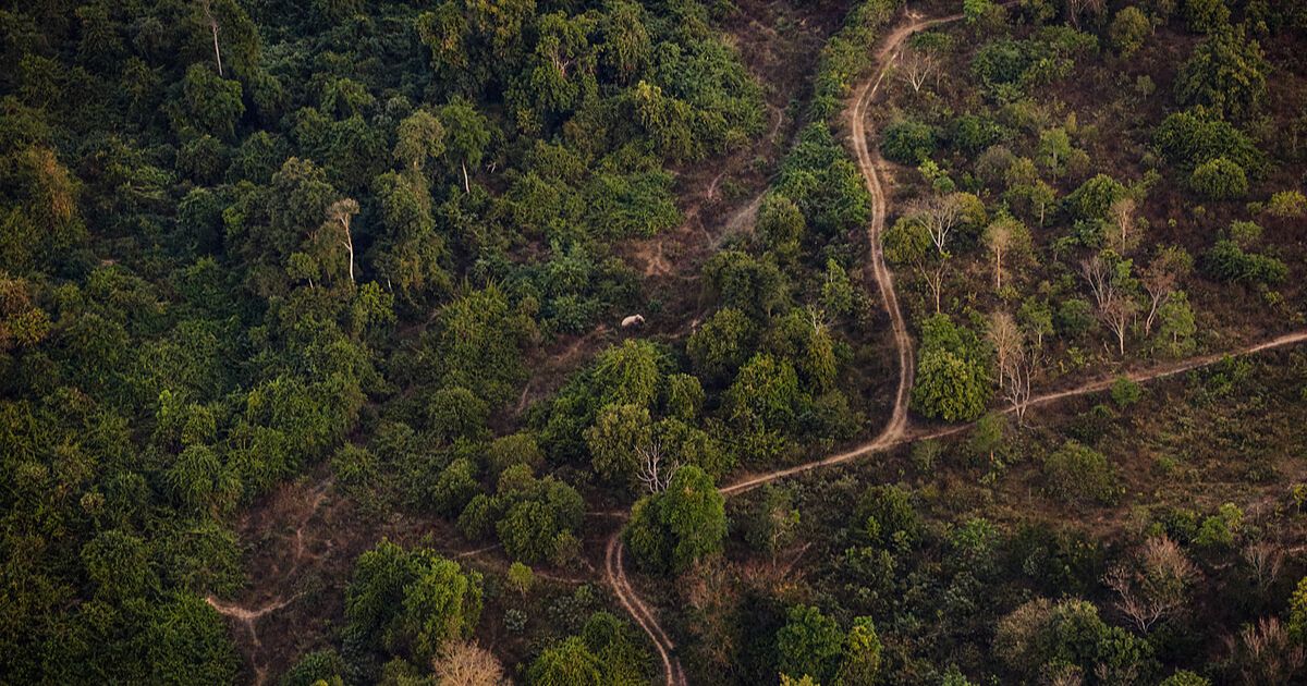 Deforestation Effects: Confronting Its Consequences On Earth