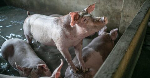 pigs in animal farms