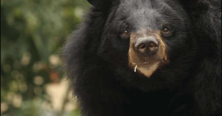 Can Vietnam’s ‘Last Bear Sanctuary’ Help End the Bile Trade?