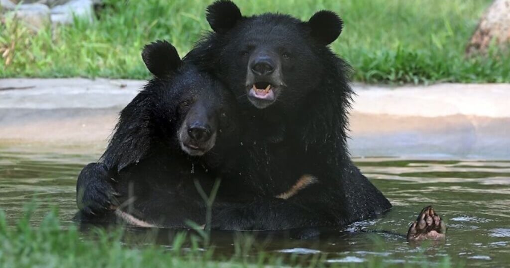 moon bears