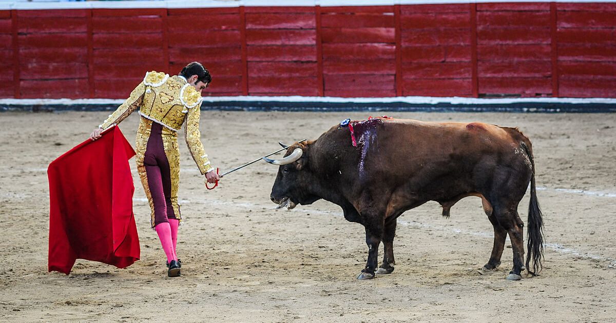 Is Bullfighting Cruel to the Bull?