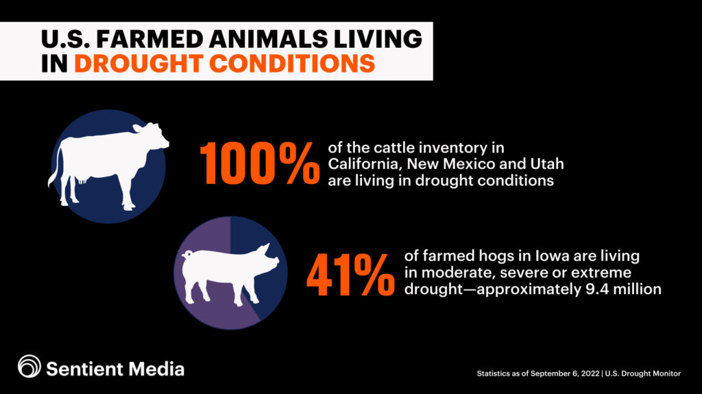 Millions of Factory Farm Animals Are Living in Drought. Here's What That  Looks Like.