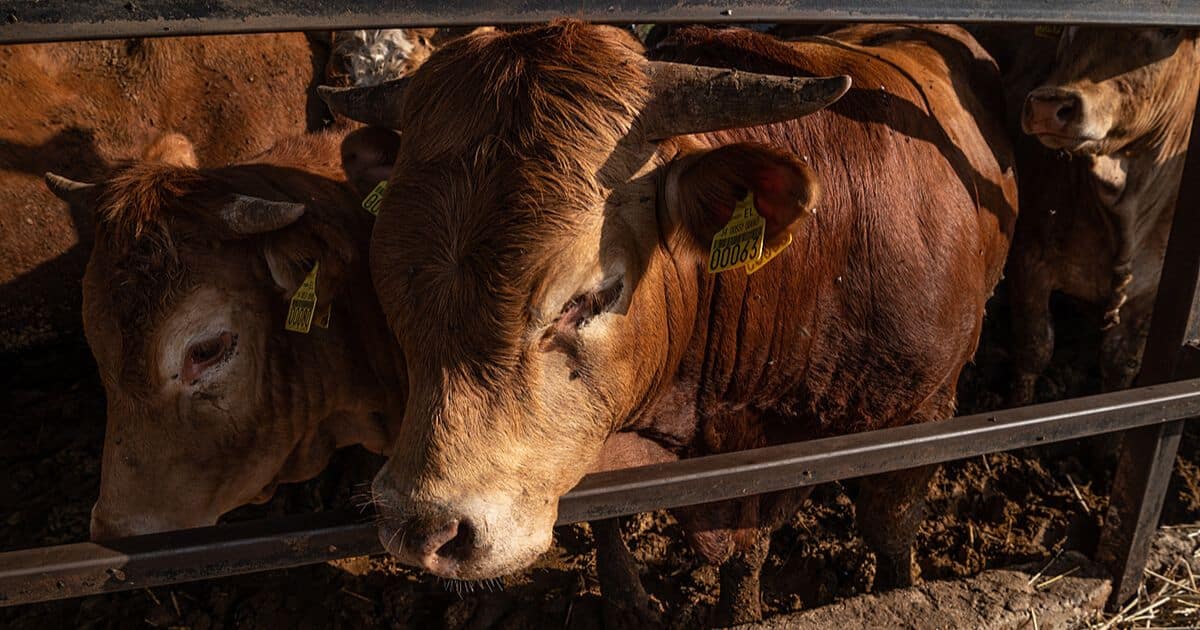 Cattle Ranching Is Actually Terrible For Biodiversity