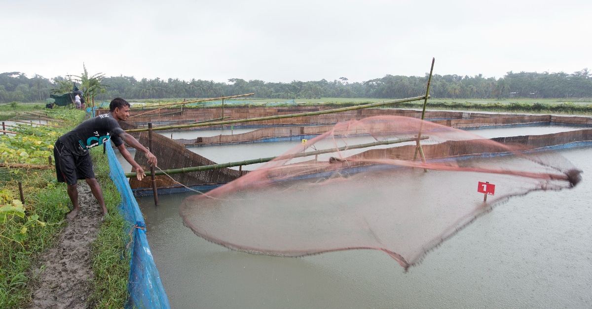 Shrimp Farming: Is Farm-Raised Shrimp Bad for You?