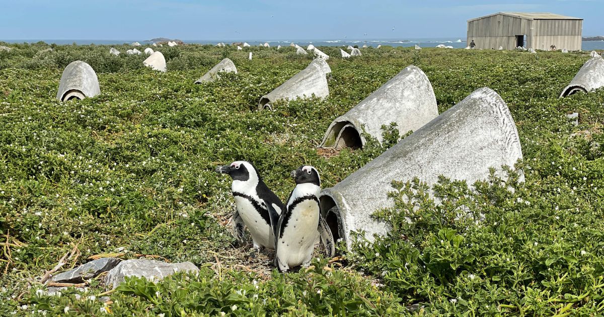 Penguins in Climate Change