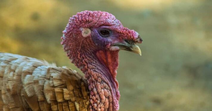 Turkey Shortage