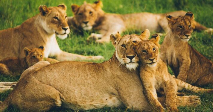 lion cub tourism industry