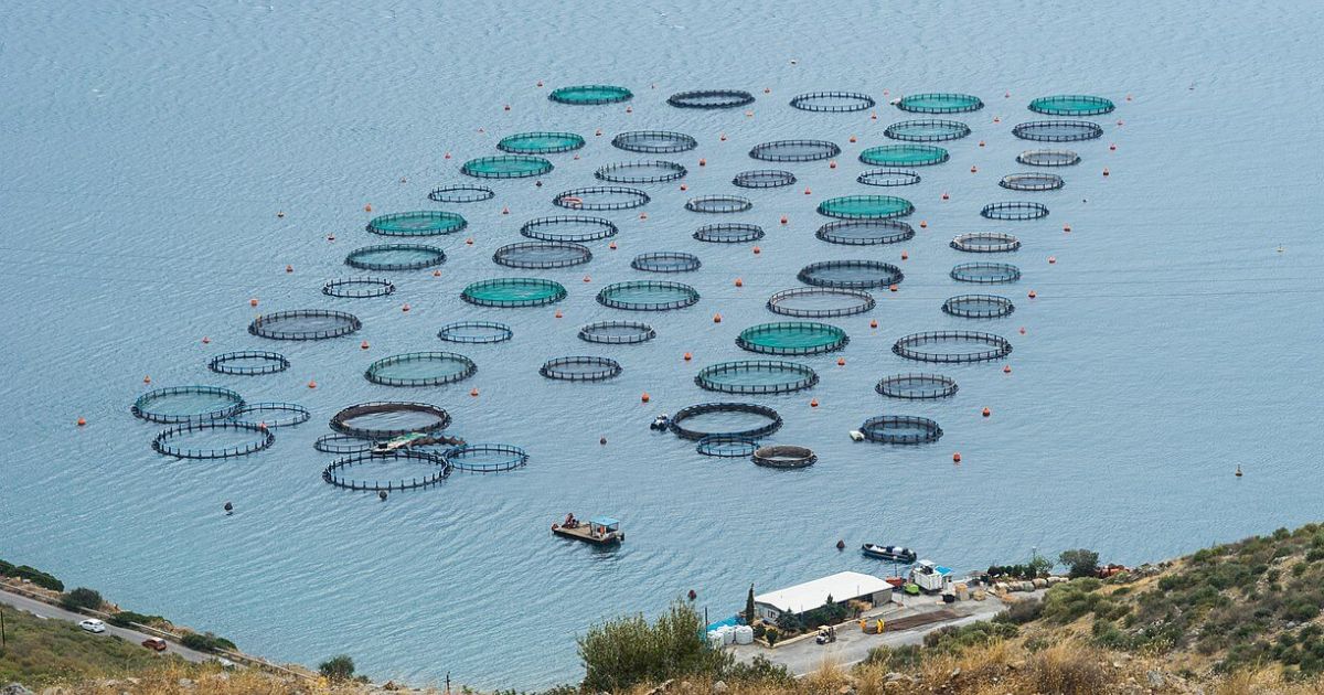 What Is Mariculture?