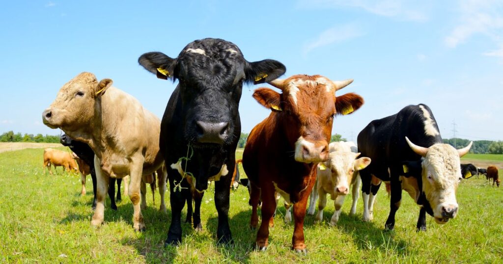 How Much Does Animal Agriculture Contribute To Climate Change