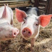 pigs science conflict resolution