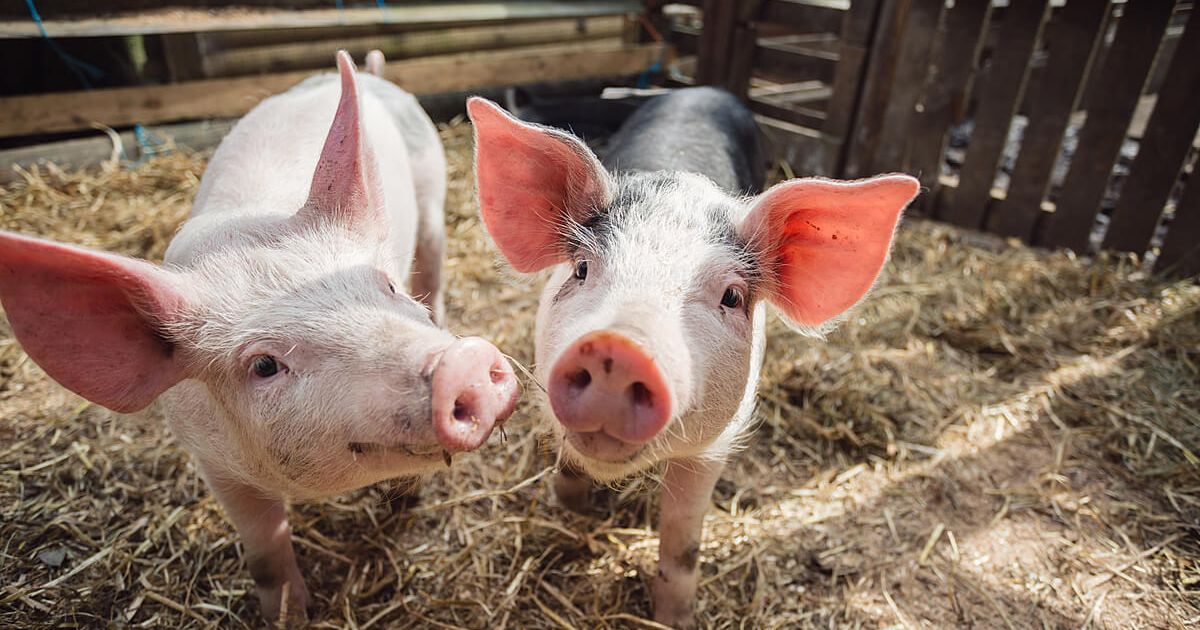 How Pigs Resolve Conflicts, According to Science
